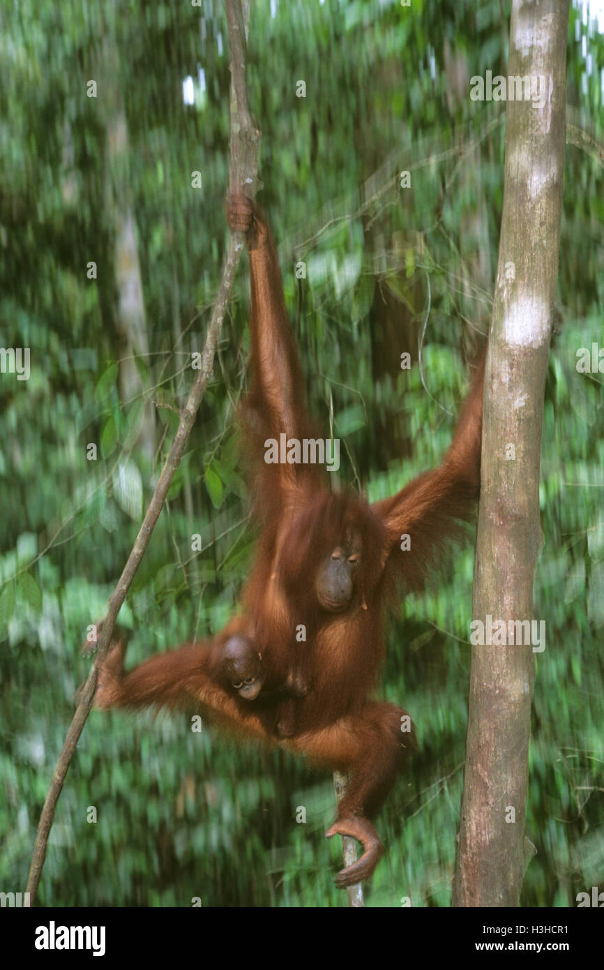 Bornean orangutan (Pongo pygmaeus) Stock Photo