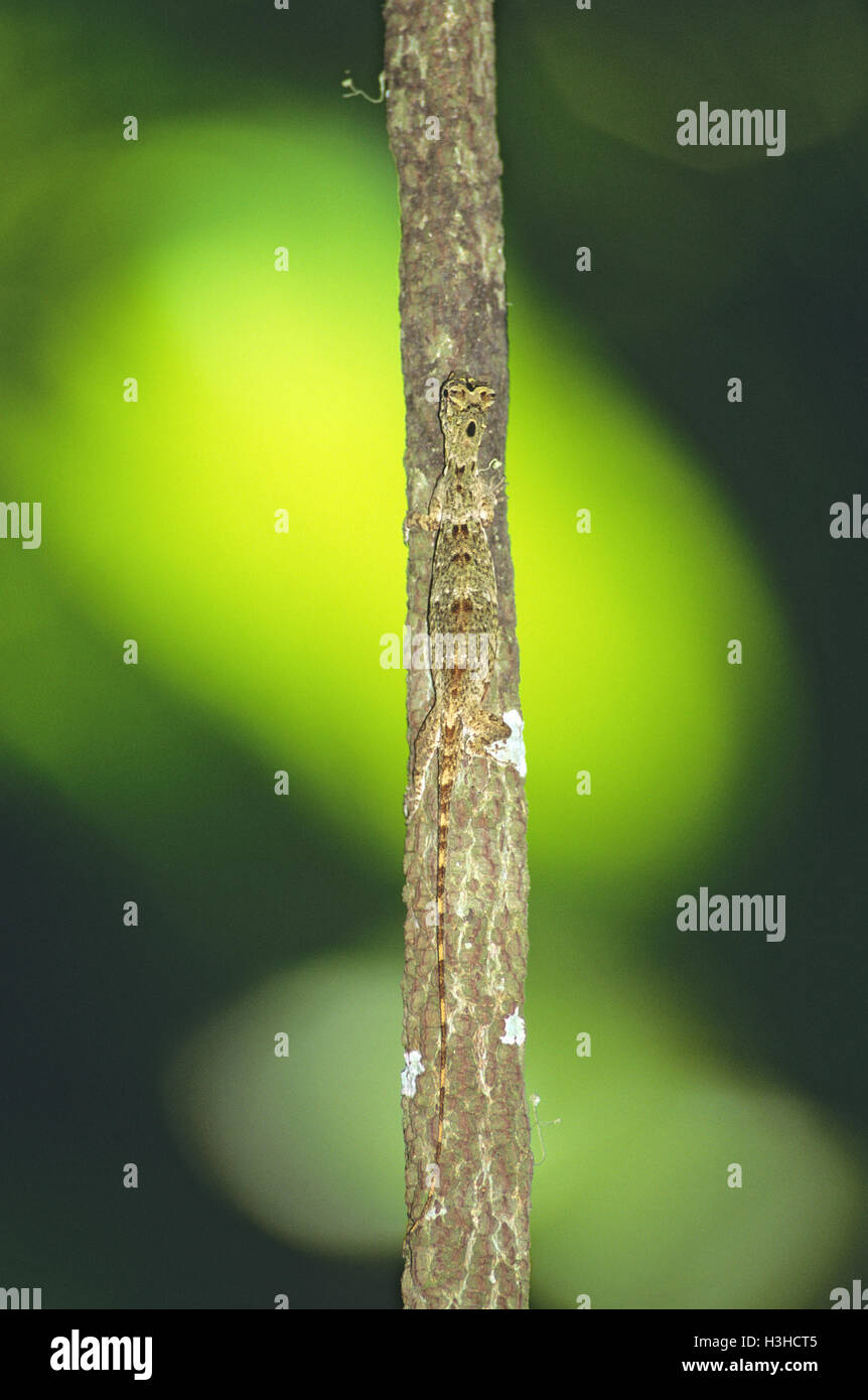 Common flying dragon (Draco volans) Stock Photo