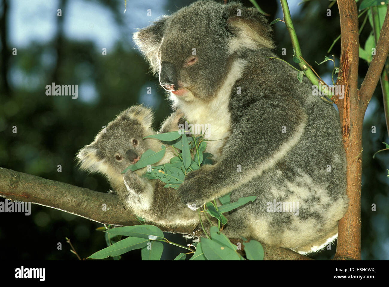 Koala (Phascolarctos cinereus) Stock Photo