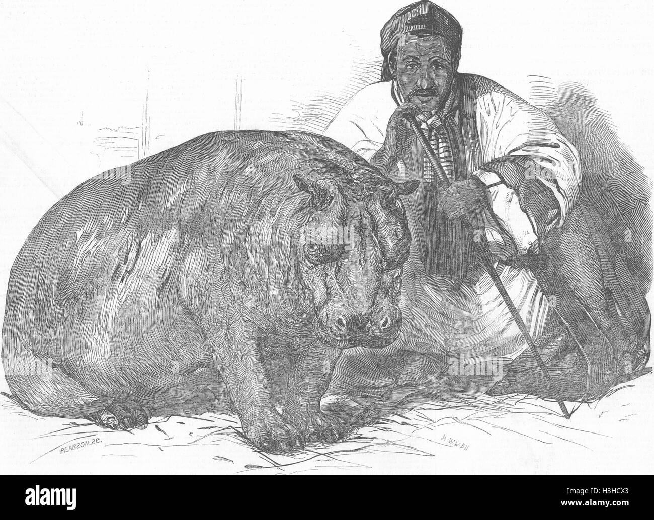 ANIMALS London Zoo Hippo, Gdns of Regent's Park 1850. Illustrated London News Stock Photo