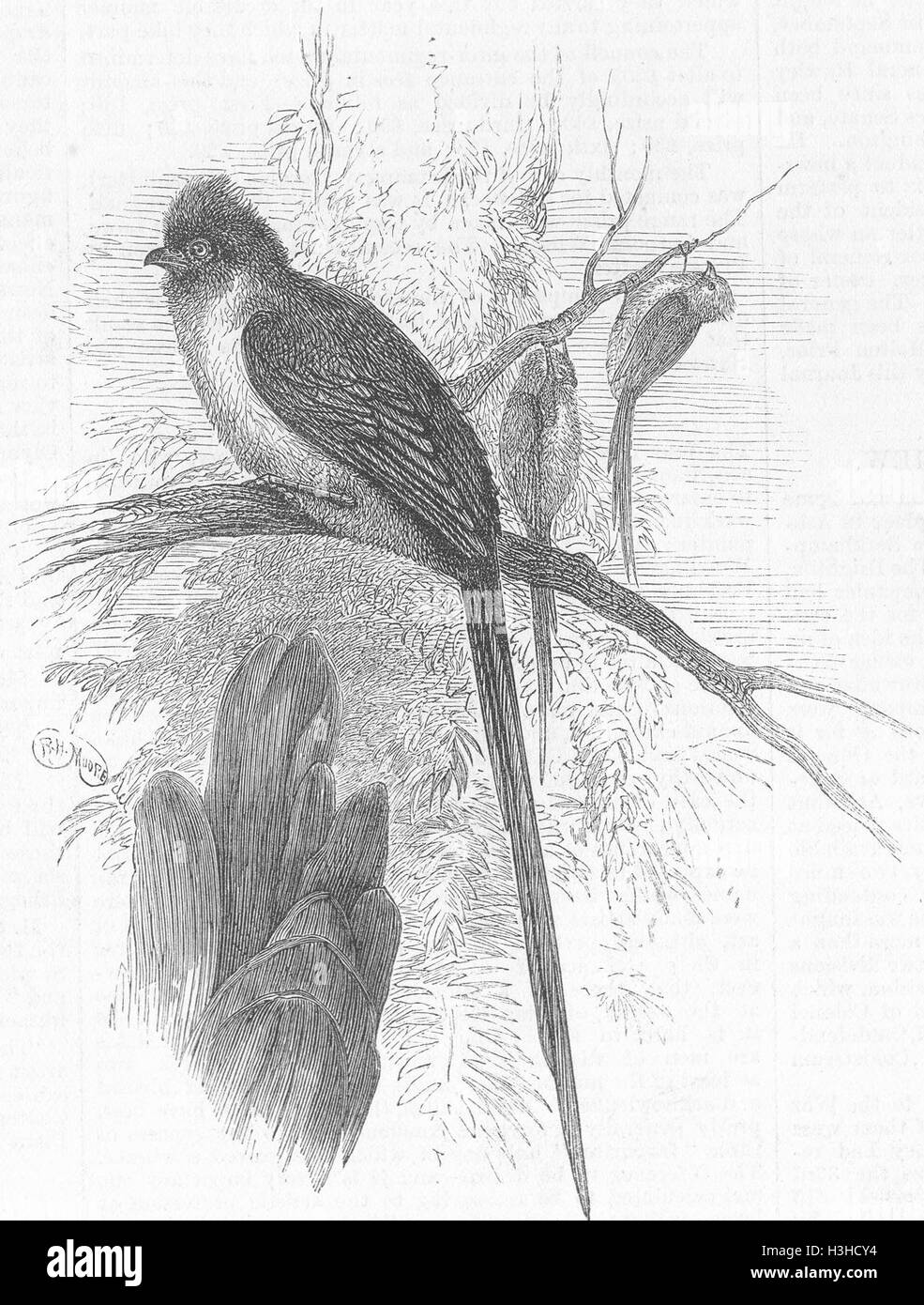 BIRDS London Zoo African Chestnut-backed Coly 1876. Illustrated London News Stock Photo