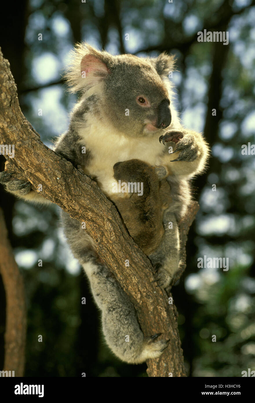 Koala (Phascolarctos cinereus) Stock Photo