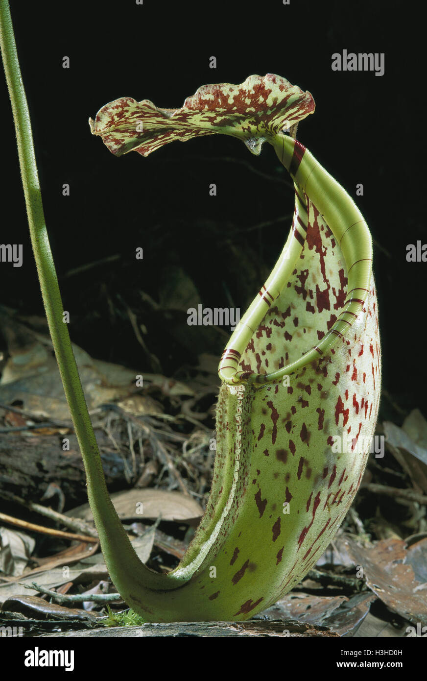 A pitcher-plant (Nepenthes sp.) Stock Photo