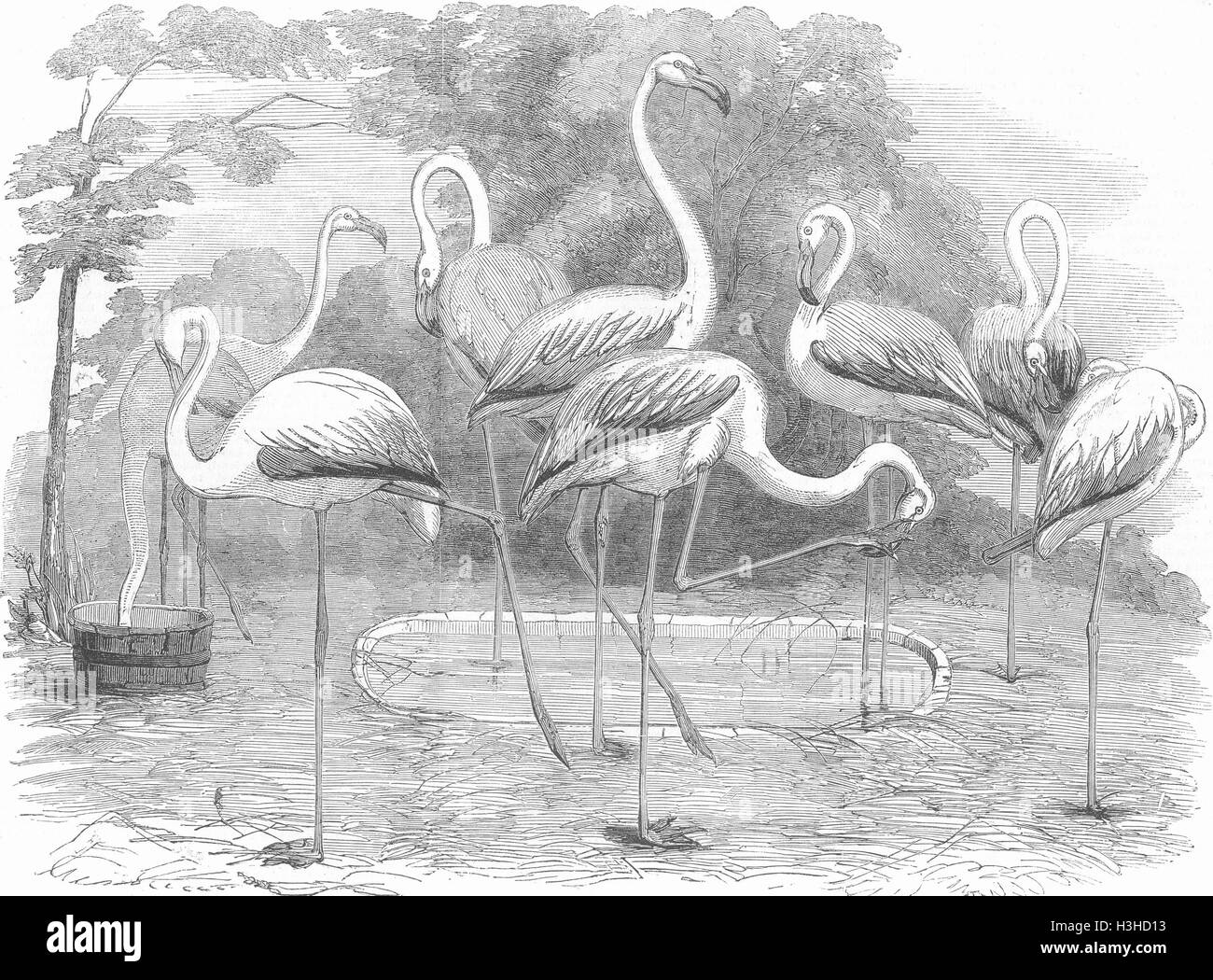 BIRDS London Zoo Flamingoes, Gdns of, Regent's Park 1853. Illustrated London News Stock Photo