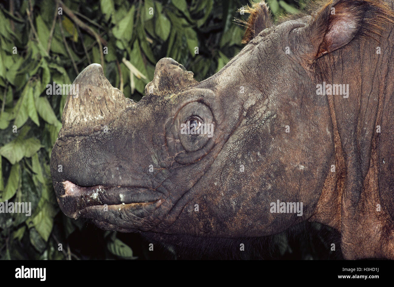 Sumatran rhinoceros (Dicerorhinus sumatrensis) Stock Photo