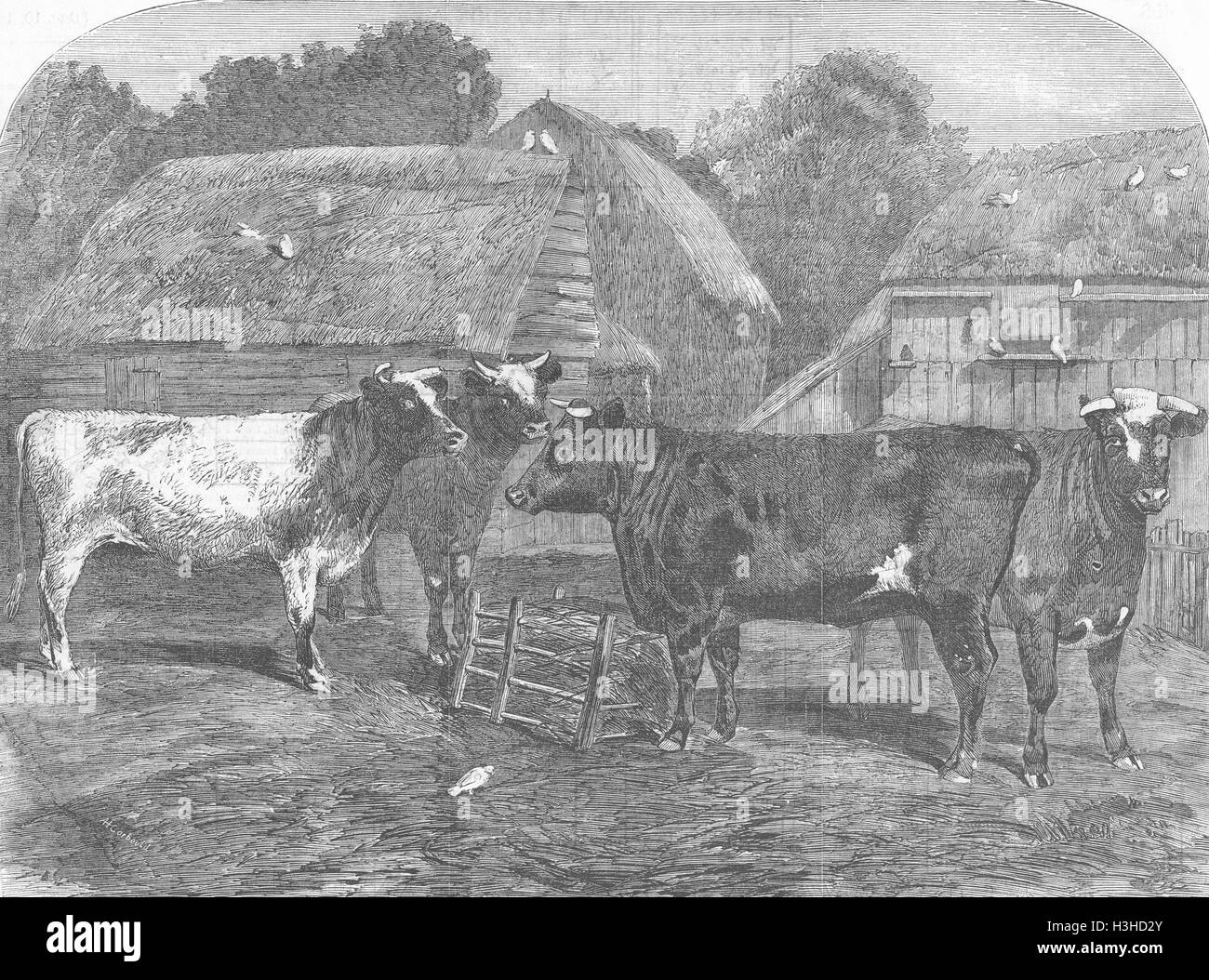 COWS Improved short-horns, purchased for US 1853. Illustrated London News Stock Photo