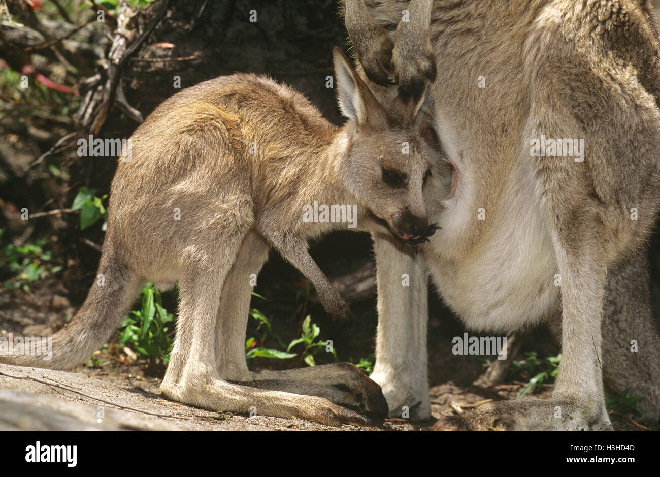 Eastern grey kangaroo (Macropus giganteus Stock Photo Alamy
