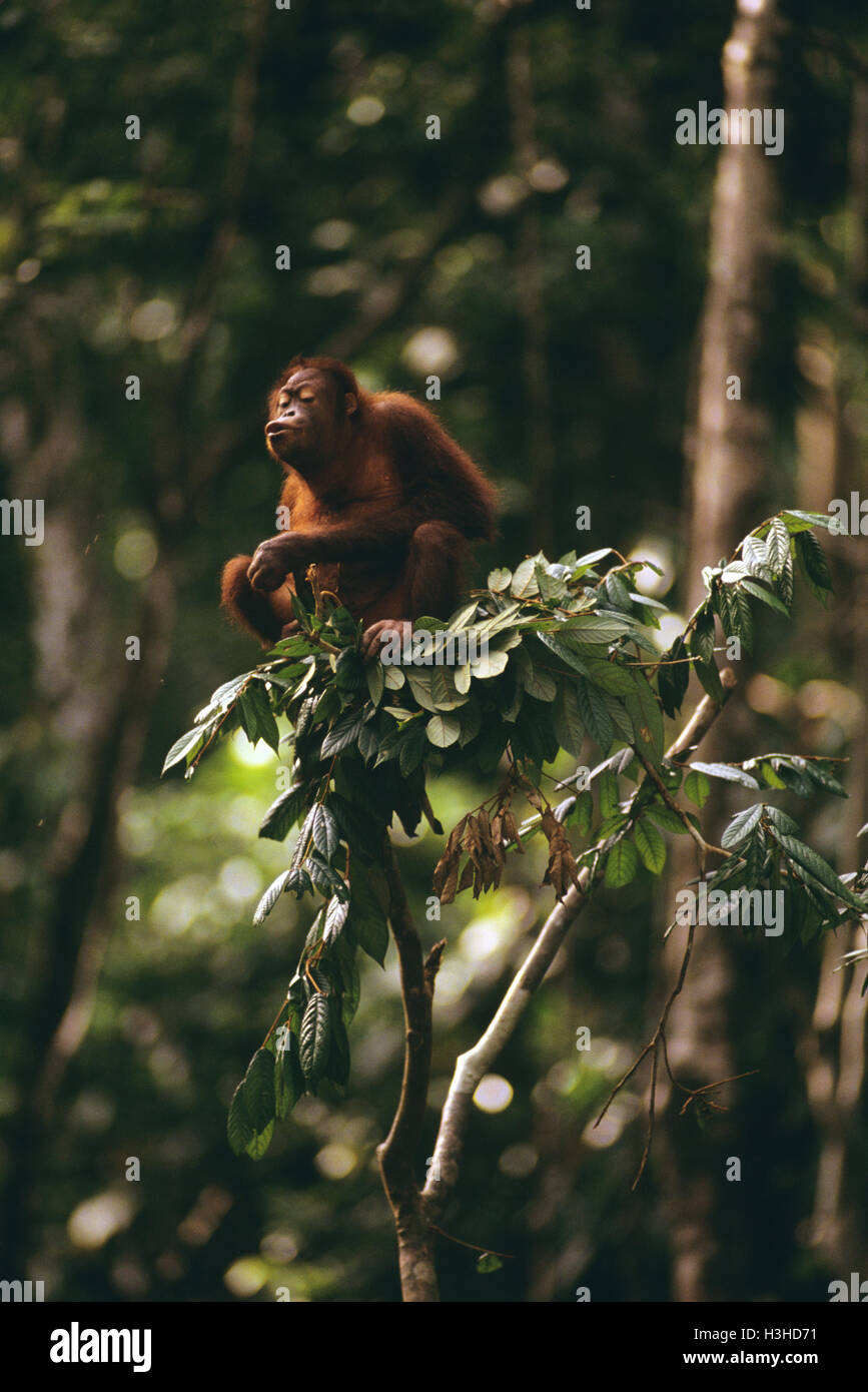 Bornean orangutan (Pongo pygmaeus) Stock Photo