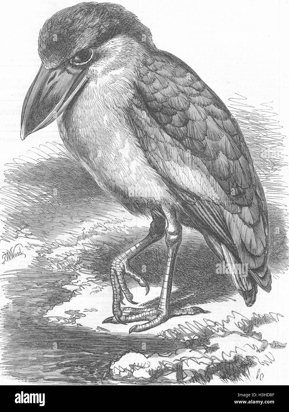 BIRDS The Boat-bill 1867. Illustrated London News Stock Photo