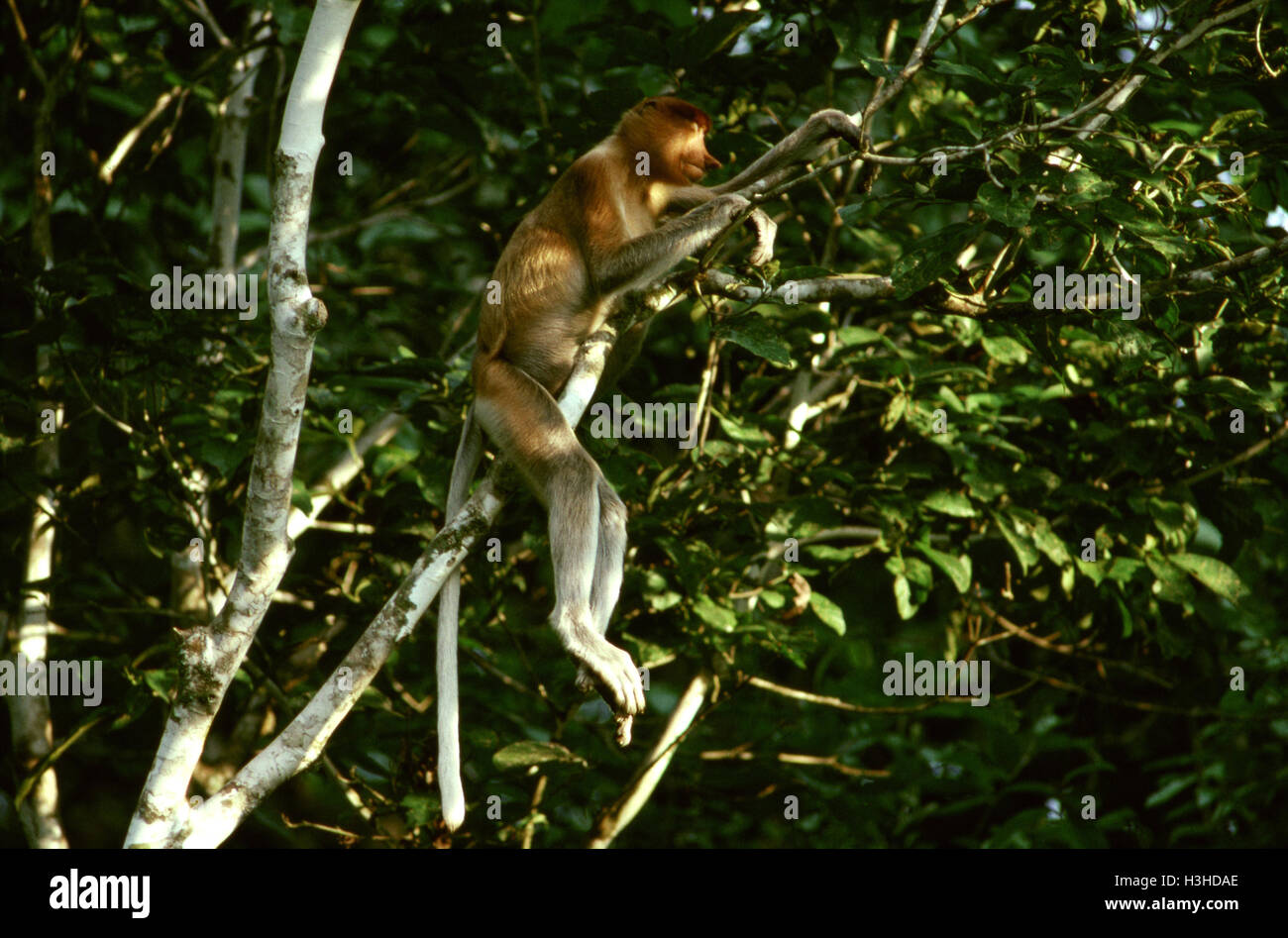 Proboscis monkey (Nasalis larvatus) Stock Photo