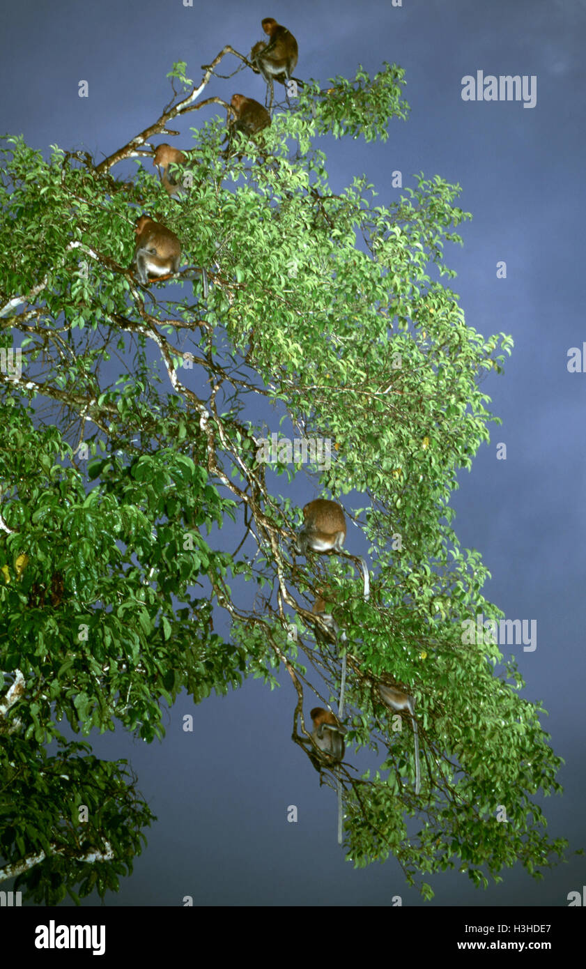 Proboscis monkey (Nasalis larvatus) Stock Photo