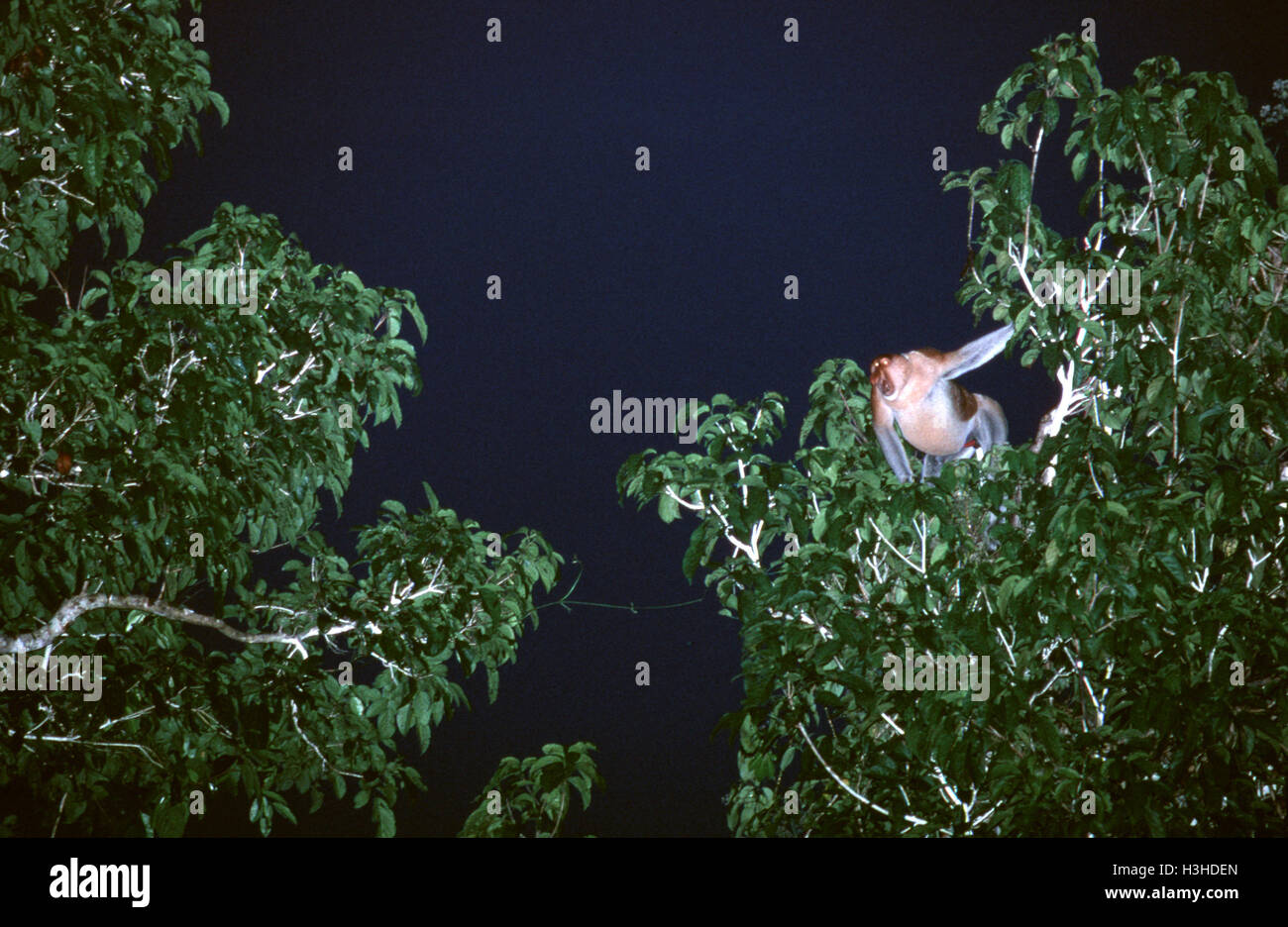 Proboscis monkey (Nasalis larvatus) Stock Photo