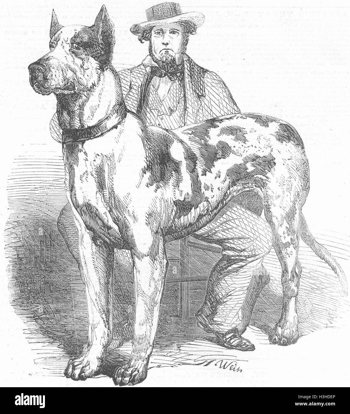 DOGS The great American dog Prince 1857. Illustrated London News Stock Photo