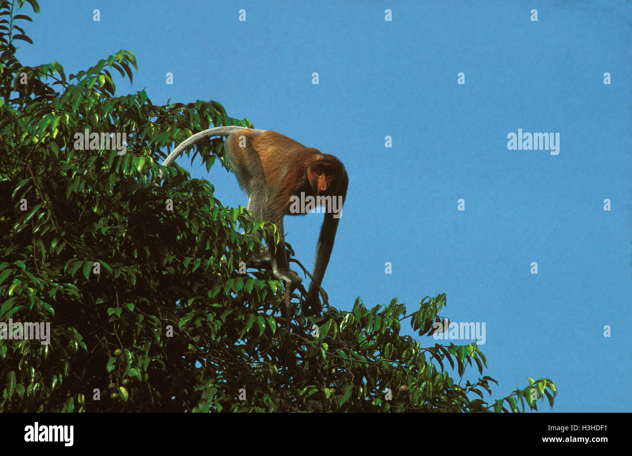 Proboscis monkey (Nasalis larvatus) Stock Photo