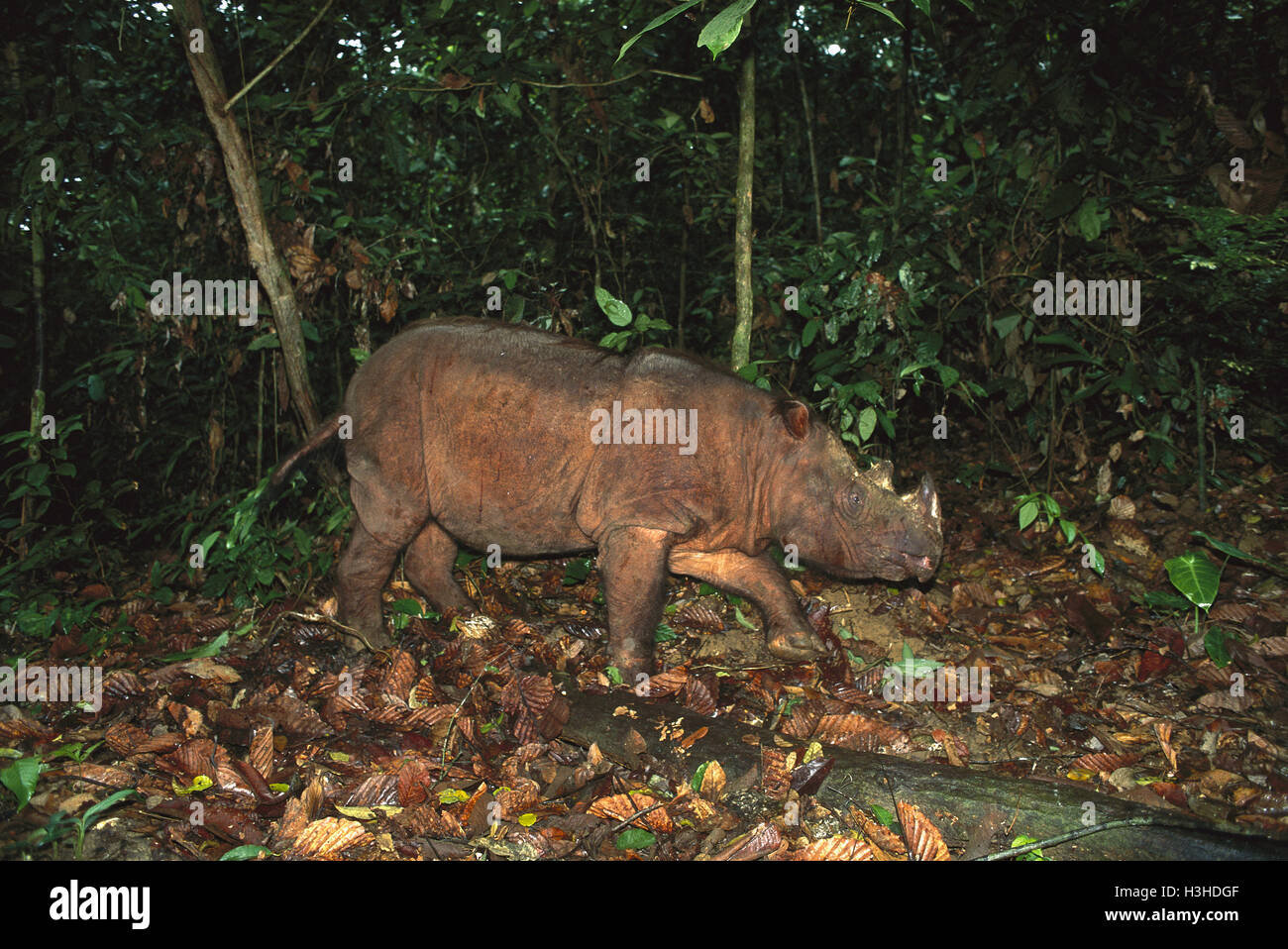 Sumatran rhinoceros (Dicerorhinus sumatrensis) Stock Photo