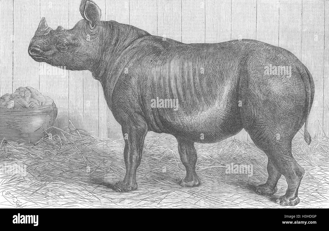 ANIMALS 2-horned Rhinoceros 1868. Illustrated London News Stock Photo