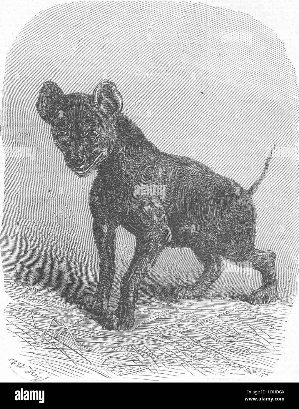 ANIMALS Young Hyaena 1868. Illustrated London News Stock Photo