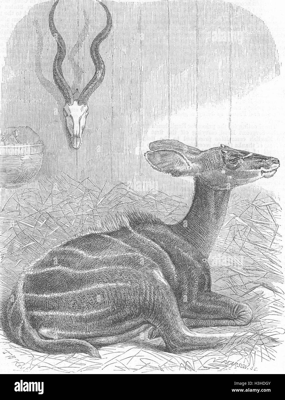 ANIMALS New arrivals at the Koodoo 1868. Illustrated London News Stock Photo