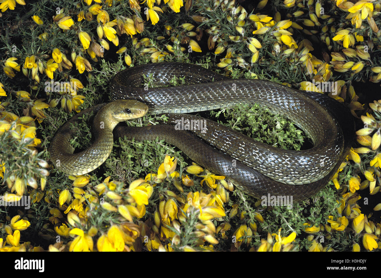 Aesculapian snake (Zamenis longissimus) Stock Photo