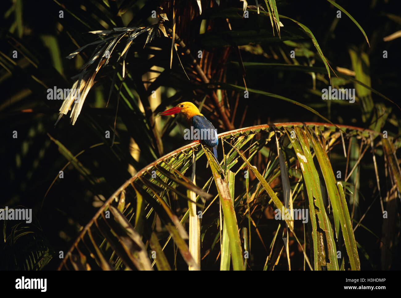 Stork-billed kingfisher (Pelargopsis capensis) Stock Photo