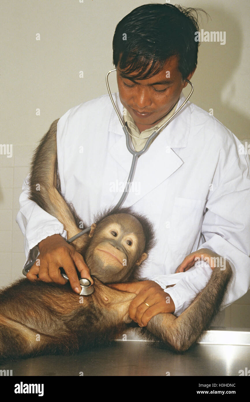 Bornean orangutan (Pongo pygmaeus) Stock Photo