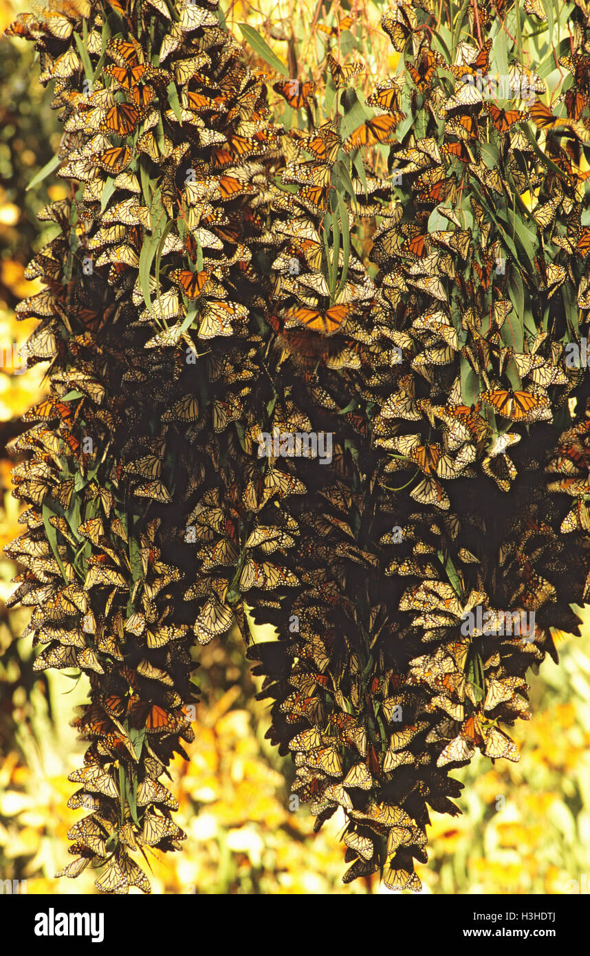 Monarch or Wanderer butterflies (Danaus plexippus plexippus) Stock Photo