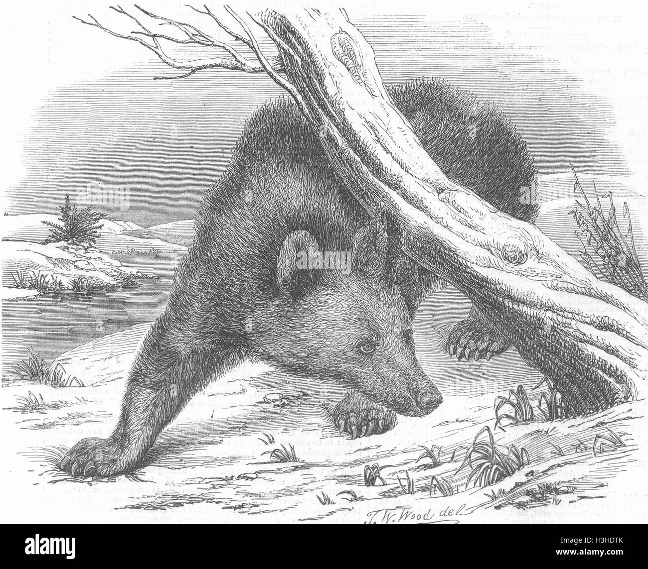 GEORGIA Circassian bear 1855. Illustrated London News Stock Photo