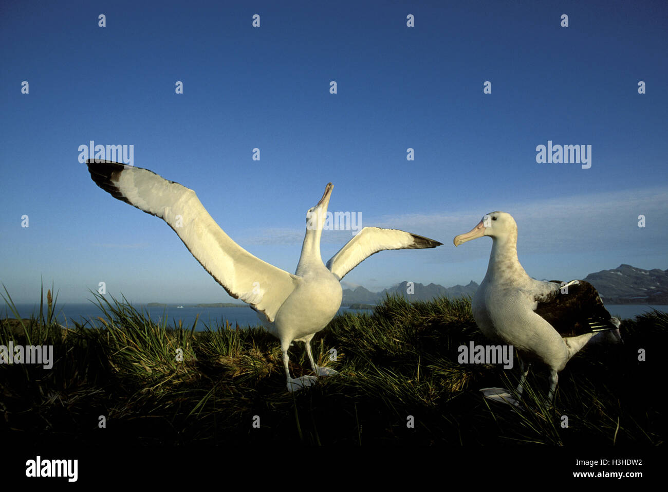 Wandering albatross (Diomedea exulans) Stock Photo