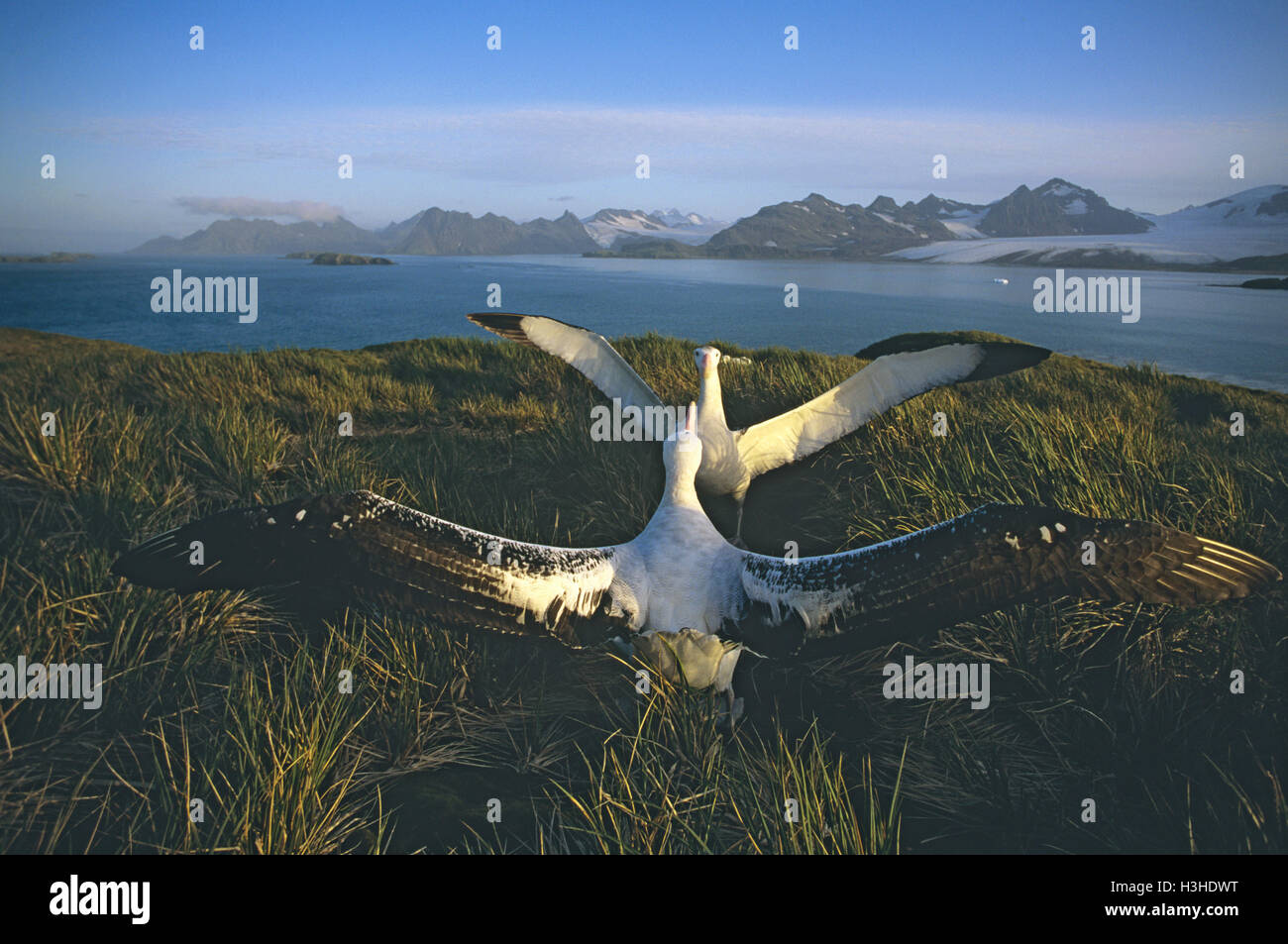 Wandering albatross (Diomedea exulans) Stock Photo