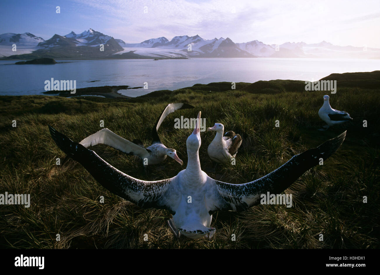 Wandering albatross (Diomedea exulans) Stock Photo