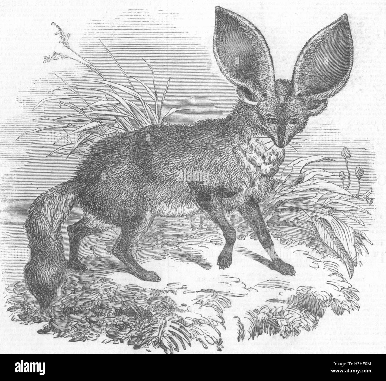 FOXES Long-eared fox 1847. Illustrated London News Stock Photo