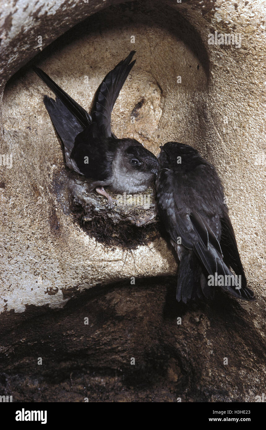 Black-nest swiftlet (Aerodramus maxima lowi) Stock Photo