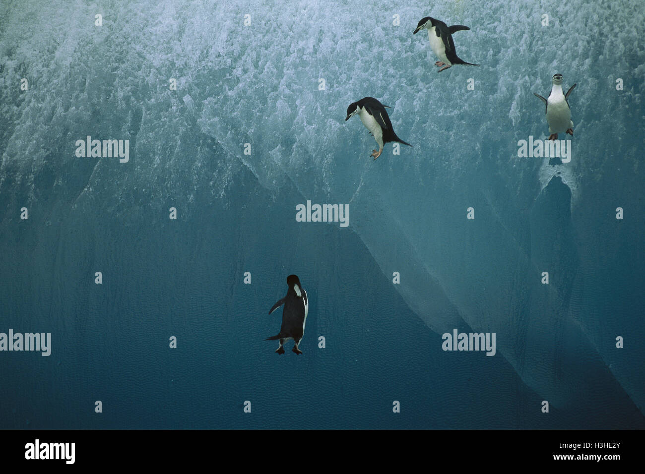 Chinstrap penguin (Pygoscelis antarctica) Stock Photo