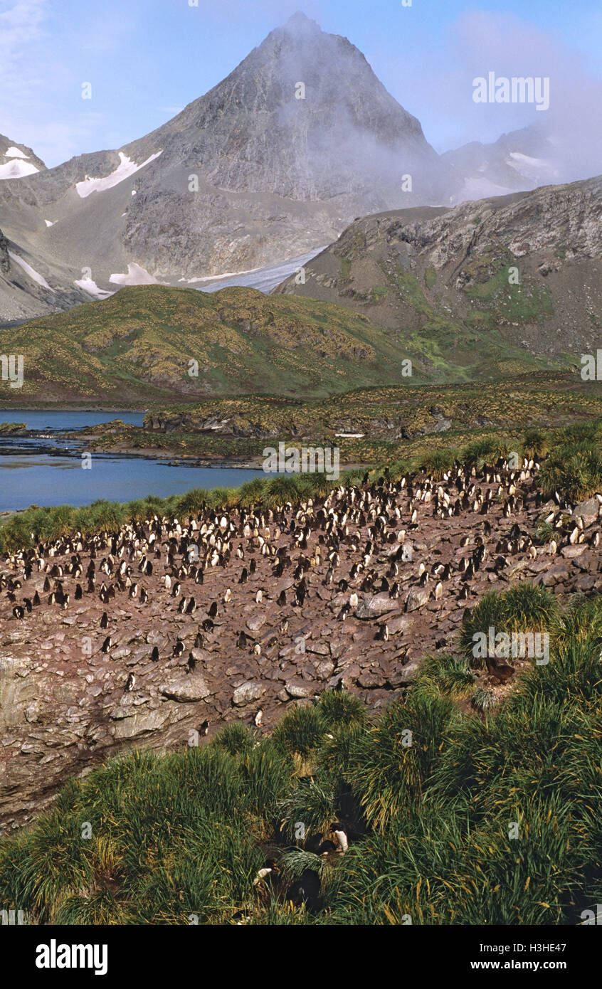 Macaroni penguin (Eudyptes chrysolophus) Stock Photo