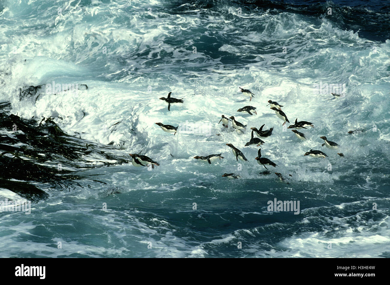 Southern rockhopper penguin (Eudyptes chrysocome) Stock Photo