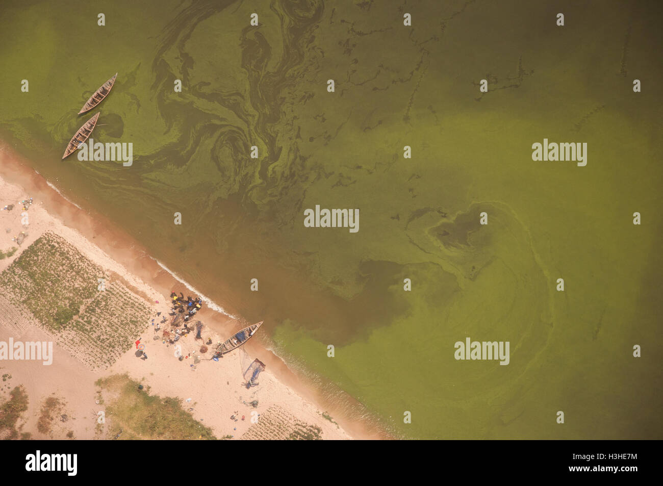 Lake Victoria" Algae Bloom Stock Photo Alamy