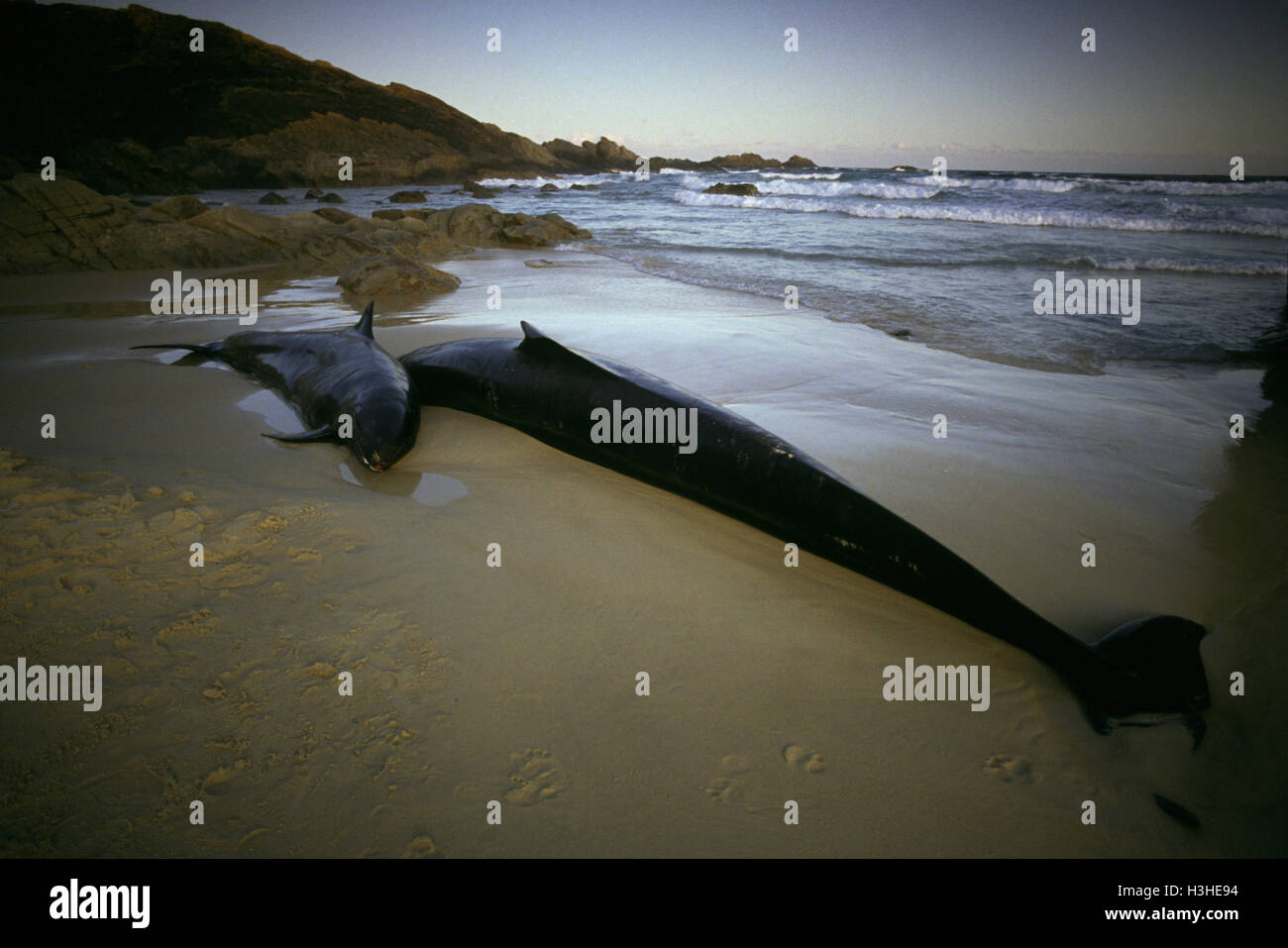 False killer whale (Pseudorca crassidens) Stock Photo