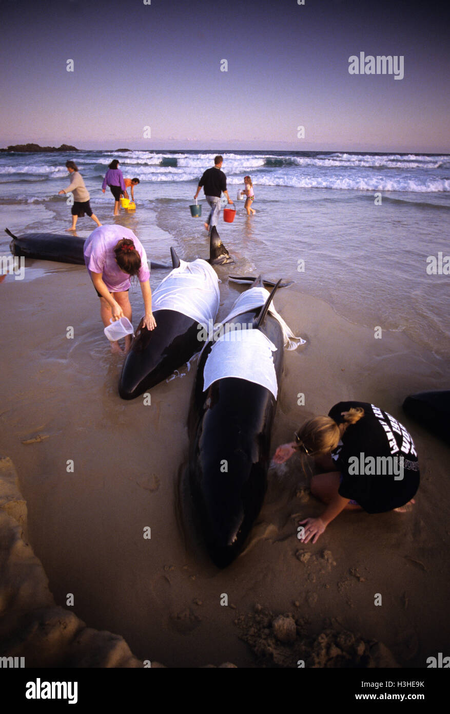 False killer whale (Pseudorca crassidens) Stock Photo