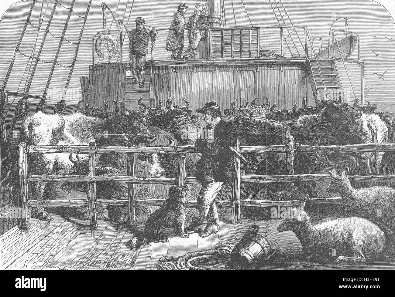 Cattle ship hires stock photography and images Alamy