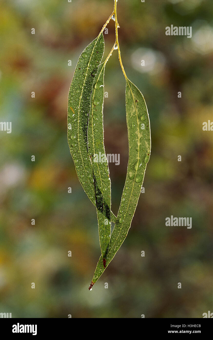 Eucalypt leaves Stock Photo