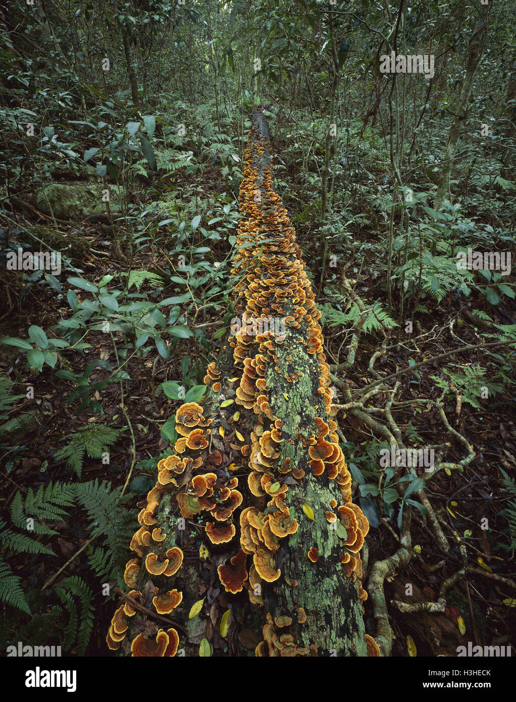 Rainbow fungus (Trametes versicolor) Stock Photo