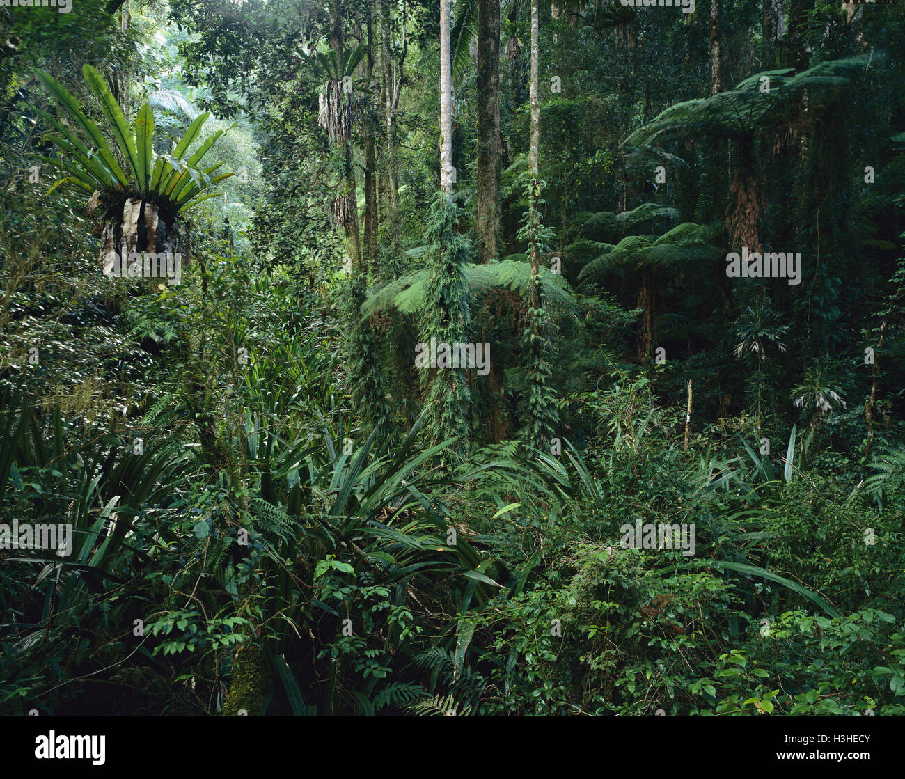 Subtropical rainforest Stock Photo