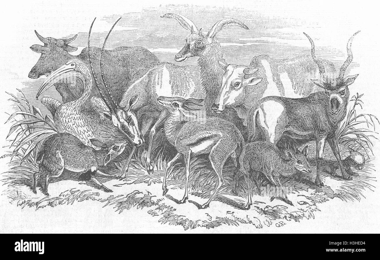 ANIMALS Foreign imported for Earl of Derby 1848. Illustrated London News Stock Photo