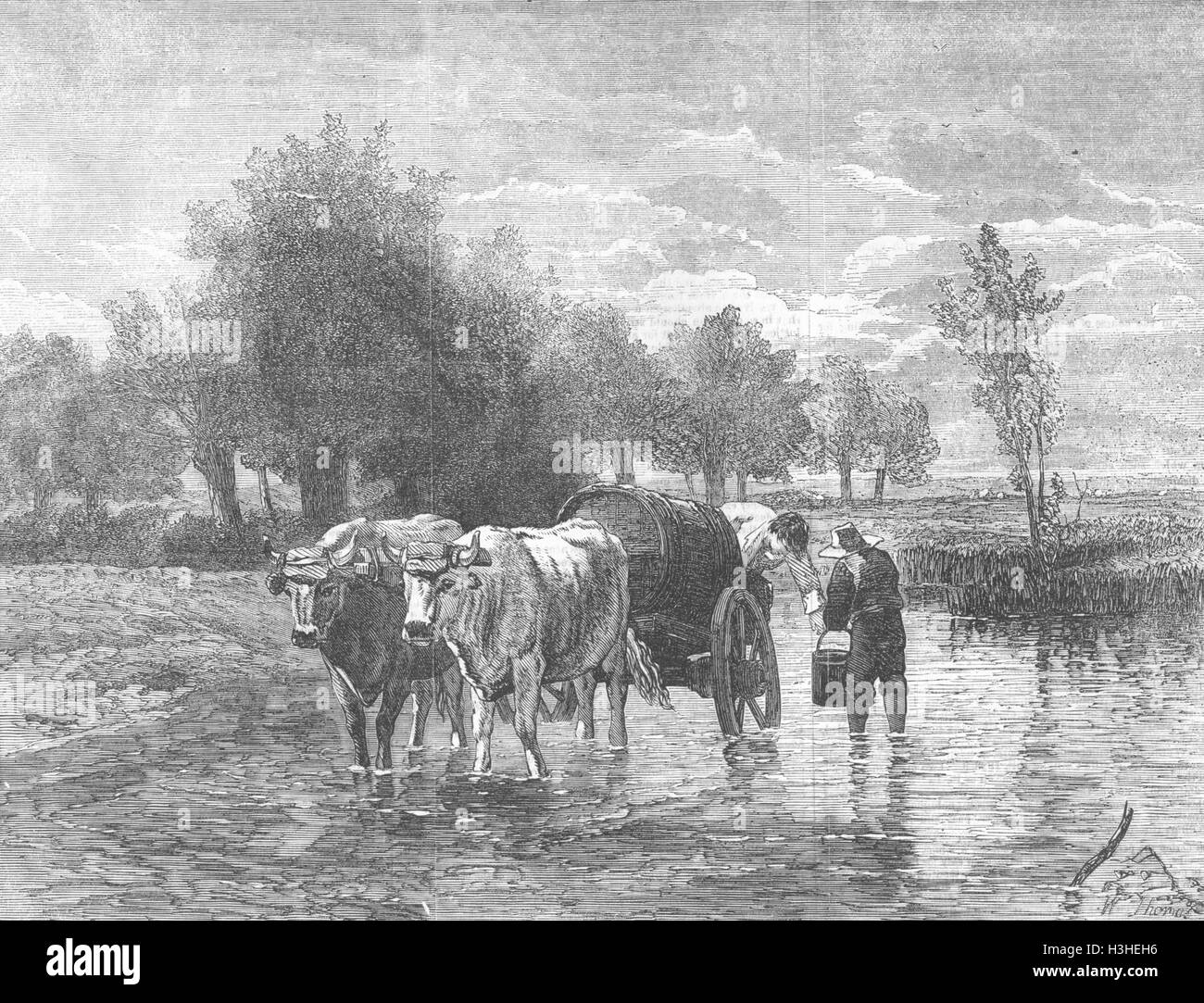 COWS The watercart 1856. Illustrated London