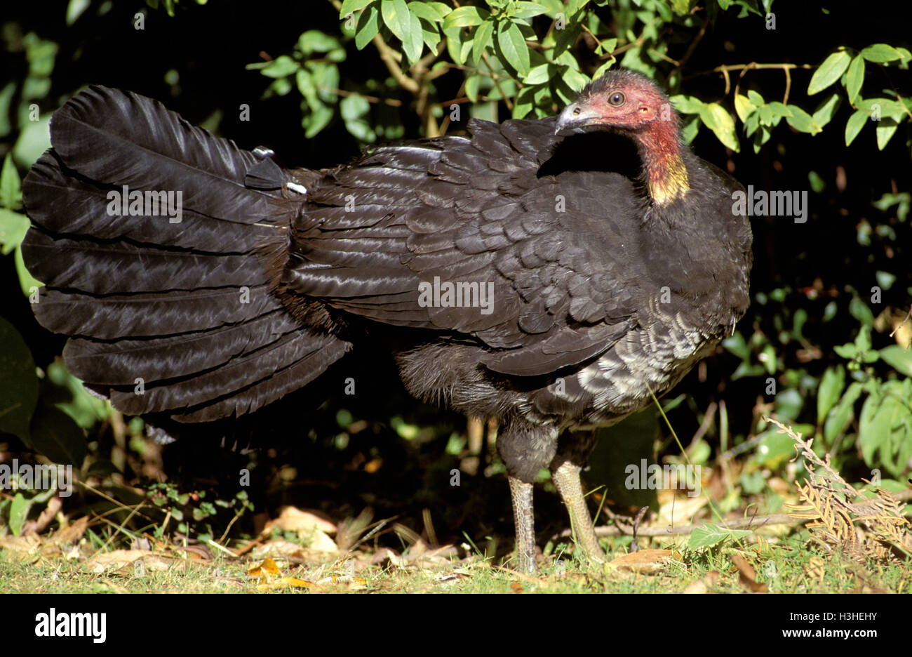 Australian brush-turkey (Alectura lathami) Stock Photo
