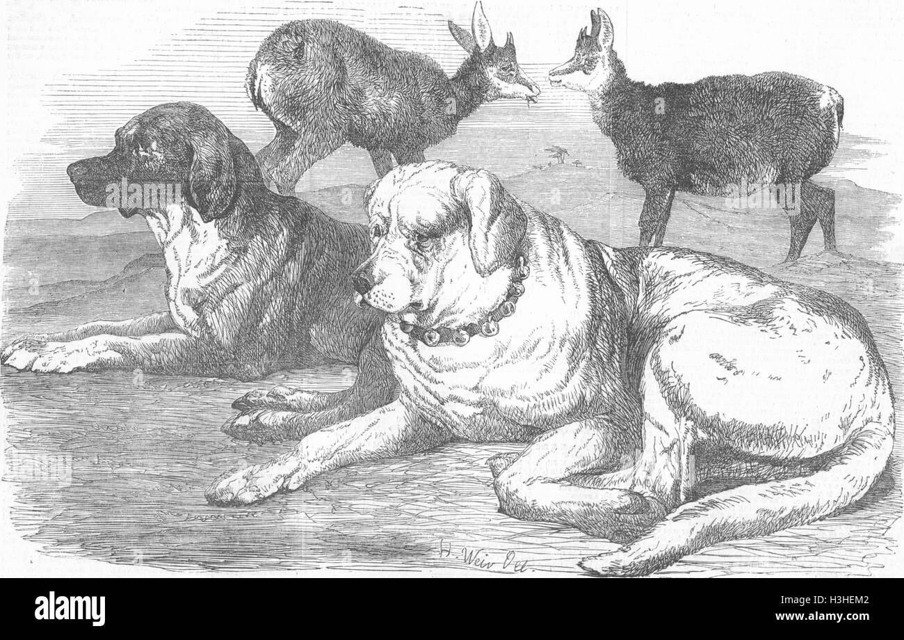 DOGS Male & female chamois & St Bernards 1855. Illustrated London News
