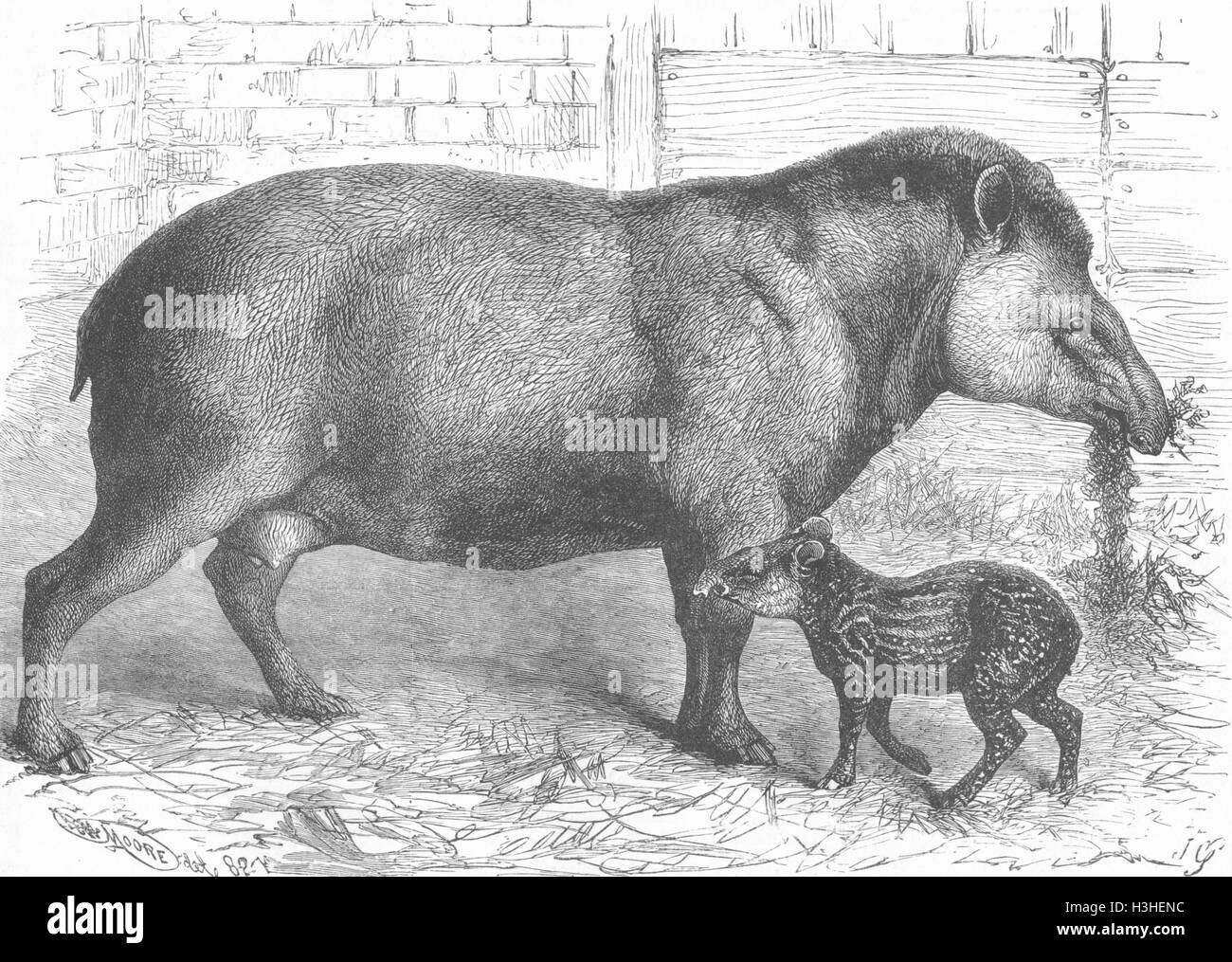 Tapir presented by Queen to Zoo antique print LONDON 1847