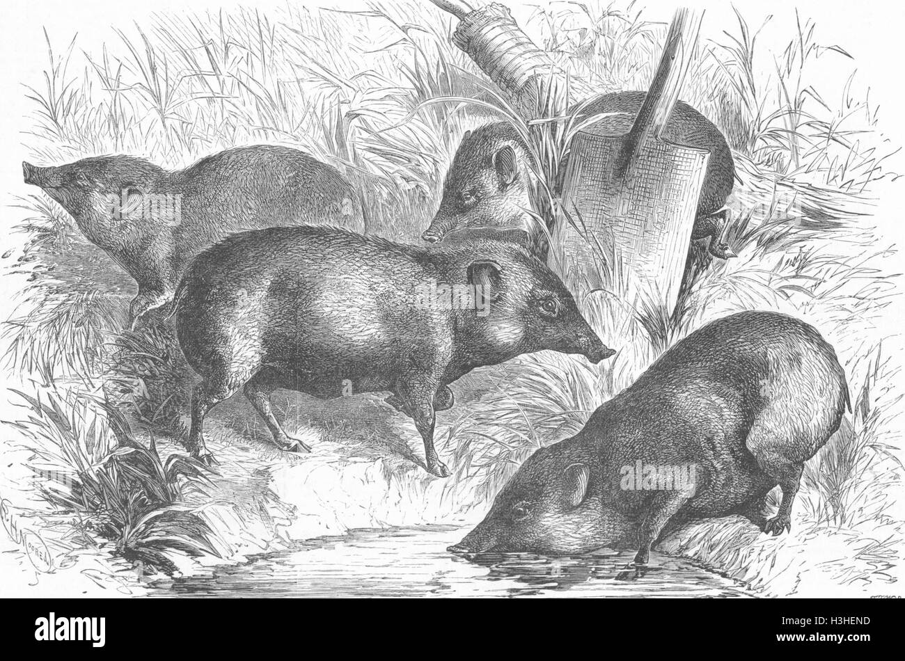 INDIA Pigmy Hogs from India 1882. Illustrated London News Stock Photo