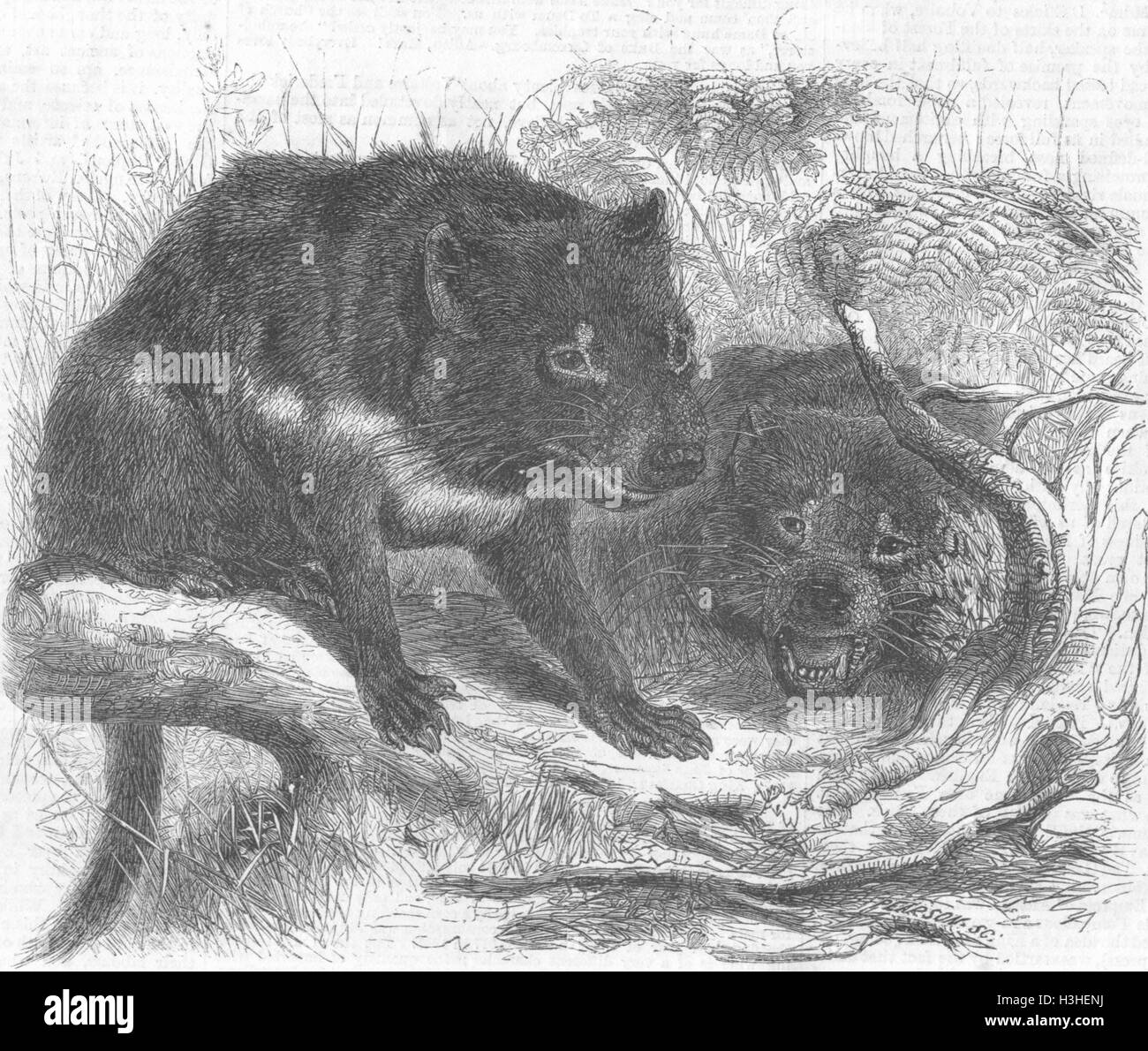 TASMANIAN DEVIL Ursine Dasyure(Dasyurus Ursinus) 1861. Illustrated London News Stock Photo