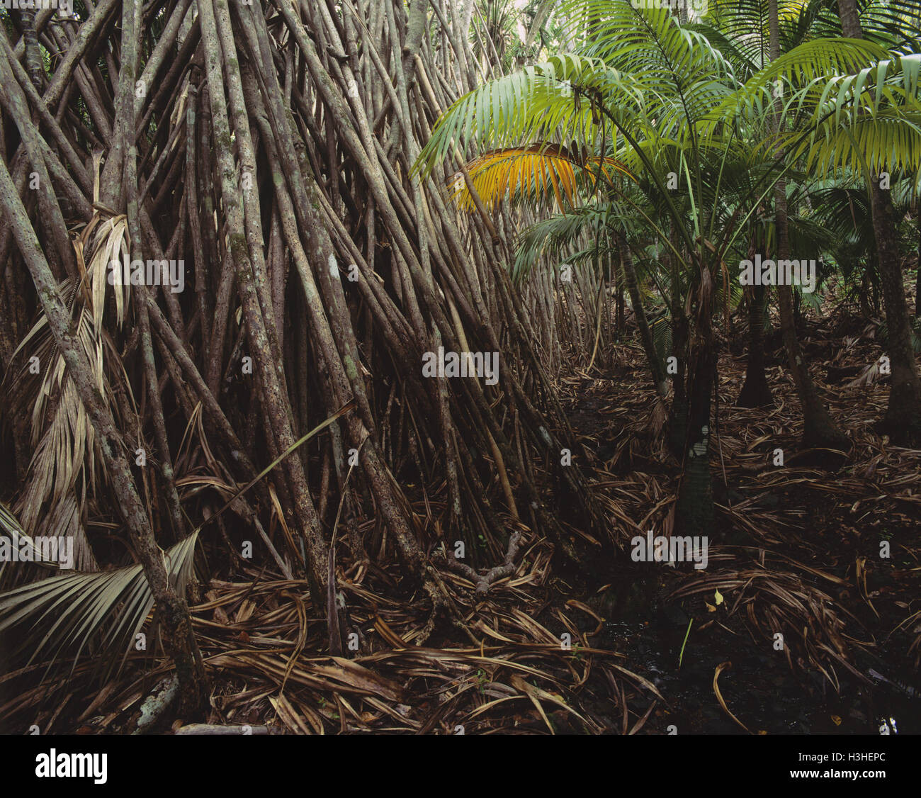 Lord Howe Island pandanus (Pandanus forsteri) Stock Photo